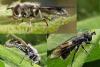 Pipiza sp.